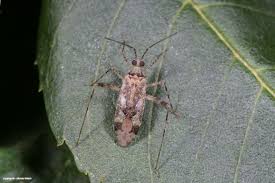 Attēlu rezultāti vaicājumam “Phytocoris longipennis”