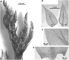Attēlu rezultāti vaicājumam “Isothecium alopecuroides”