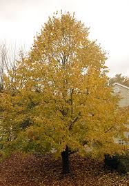 Attēlu rezultāti vaicājumam “Tilia tomentosa leaf”