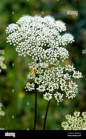 Attēlu rezultāti vaicājumam “Cnidium dubium leaf”