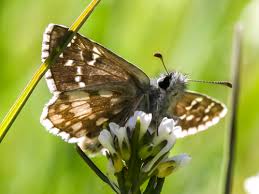 Attēlu rezultāti vaicājumam “Pyrgus serratulae”