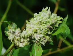 Attēlu rezultāti vaicājumam “Salix daphnoides subsp. acutifolia bud”