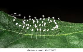 Attēlu rezultāti vaicājumam “Chrysopa eggs”