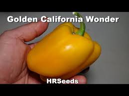Afbeeldingsresultaat voor californian wonder golden sweet pepper