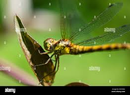 Attēlu rezultāti vaicājumam “Sympetrum vulgatum female”