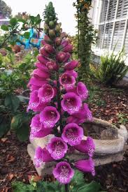 Attēlu rezultāti vaicājumam “Digitalis purpurea fruit”