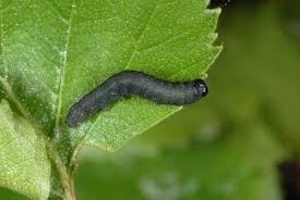 Attēlu rezultāti vaicājumam “Achlya flavicornis”