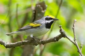 Image result for Vermivora chrysoptera