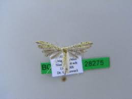 Attēlu rezultāti vaicājumam “Adaina microdactyla”