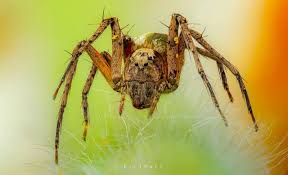 Attēlu rezultāti vaicājumam “Lycosidae”