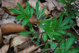 Attēlu rezultāti vaicājumam “Cardamine bulbifera leaf”