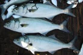 Image result for Pomatomus saltatrix