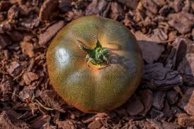 Afbeeldingsresultaat voor CDB tomato