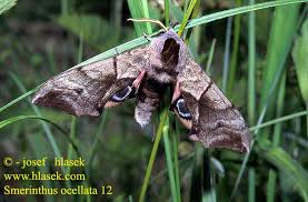 Attēlu rezultāti vaicājumam “Smerinthus ocellata”