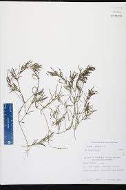 Attēlu rezultāti vaicājumam “Najas marina”