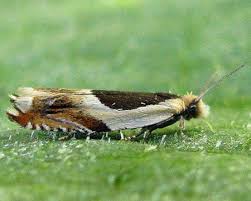 Attēlu rezultāti vaicājumam “Ancylis badiana”