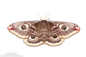 Attēlu rezultāti vaicājumam “Saturnia pavonia female”