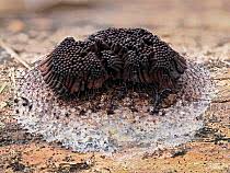 Attēlu rezultāti vaicājumam “Collaria rubens spores”