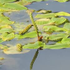 Attēlu rezultāti vaicājumam “Potamogeton natans leaf”