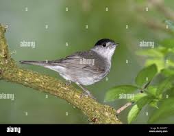 Attēlu rezultāti vaicājumam “Sylvia atricapilla male”