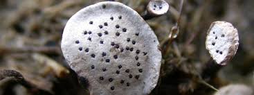 Attēlu rezultāti vaicājumam “Poronia punctata”