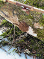 Attēlu rezultāti vaicājumam “Reticularia jurana”