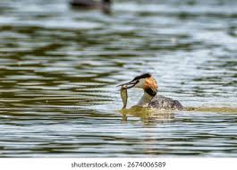 Attēlu rezultāti vaicājumam “Podiceps cristatus”