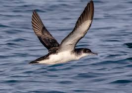 Image result for Puffinus puffinus