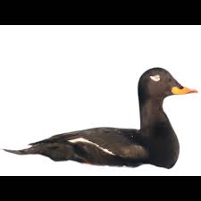 Attēlu rezultāti vaicājumam “Melanitta fusca”