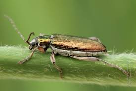 Attēlu rezultāti vaicājumam “Donacia clavipes”