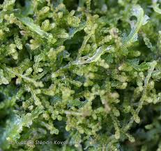 Attēlu rezultāti vaicājumam “Kurzia pauciflora”