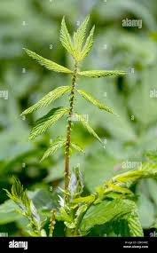 Attēlu rezultāti vaicājumam “Filipendula ulmaria  leaf”