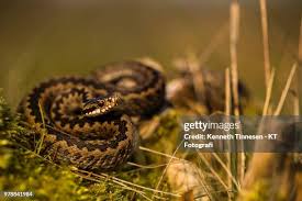 Attēlu rezultāti vaicājumam “Vipera berus adult”