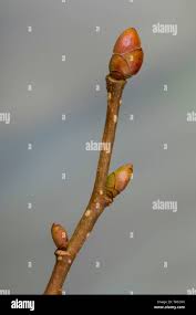 Attēlu rezultāti vaicājumam “Corylus avellana bud”