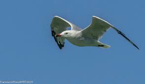 Image result for Larus audouinii