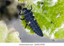 Attēlu rezultāti vaicājumam “Coccinella septempunctata larva”