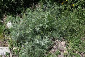 Attēlu rezultāti vaicājumam “Artemisia campestris”