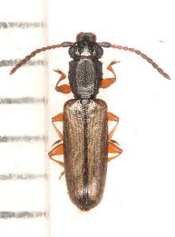 Attēlu rezultāti vaicājumam “Silvanidae”