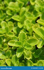 Attēlu rezultāti vaicājumam “Sedum aizoon leaf”