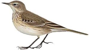 Image result for Anthus spinoletta