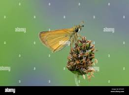 Attēlu rezultāti vaicājumam “Thymelicus lineola underside”