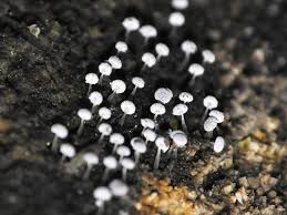 Attēlu rezultāti vaicājumam “Physarum bryocorticola macro”