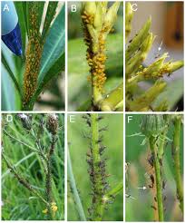 Attēlu rezultāti vaicājumam “Uroleucon hypochoeridis”