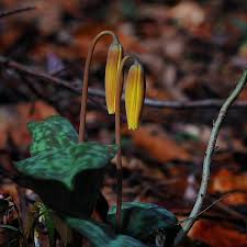 Attēlu rezultāti vaicājumam “Lentaria sp.”