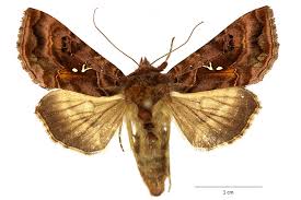 Attēlu rezultāti vaicājumam “Autographa pulchrina”