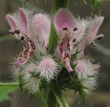 Image result for Leonurus cardiaca