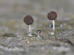 Attēlu rezultāti vaicājumam “Phleogena faginea stalked”