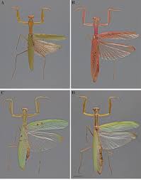Attēlu rezultāti vaicājumam “Polypogon tentacularius male”