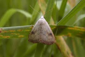 Attēlu rezultāti vaicājumam “Rivula sericealis”