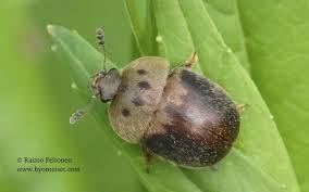 Attēlu rezultāti vaicājumam “Cychramus variegatus”